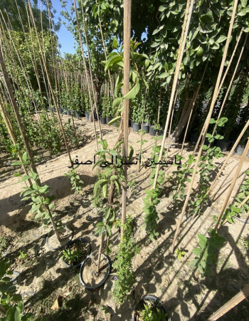 Winter Jasmine Plant Winter Jasmine Plant