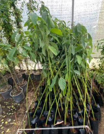 شتلات افكادو 