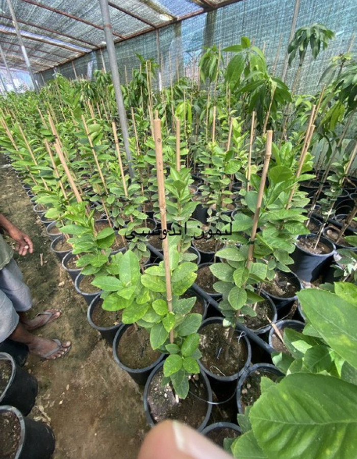 شتلة ليمون اندونيسي 