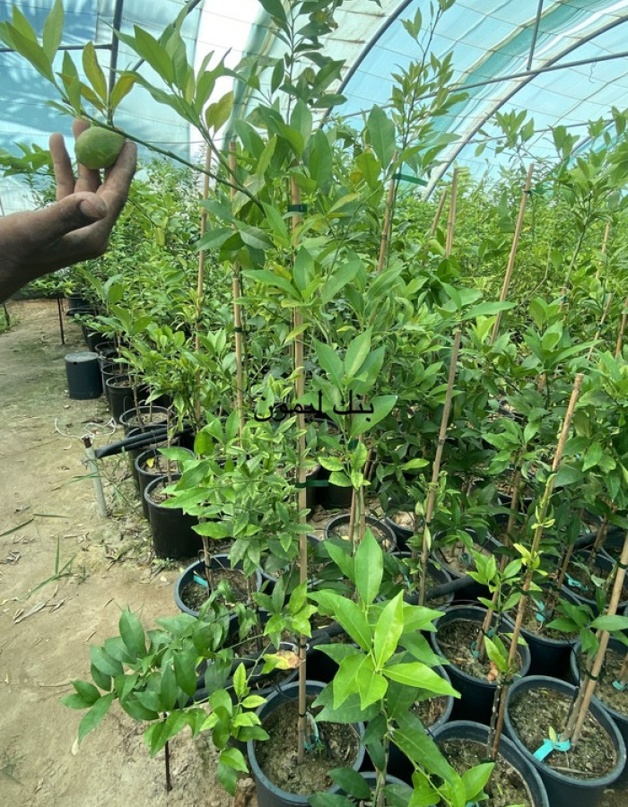 شتلة ليمون وردي شتلة ليمون وردي