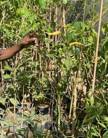 شتلة زنزلخت 