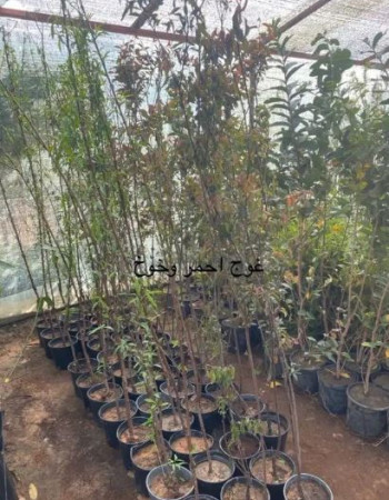 Florida Prince Peach Seedlings