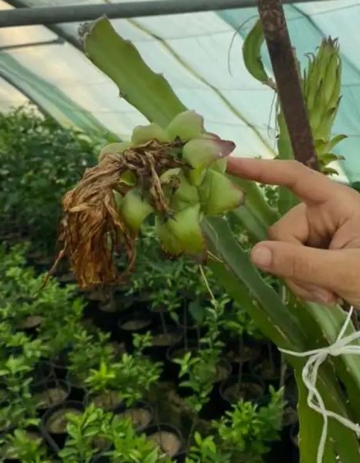 شتلات فاكهة التنين احمر 