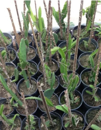 شتلات فاكهة التنين احمر 