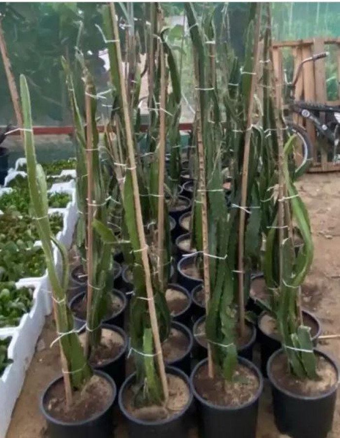 شتلات فاكهة التنين احمر 