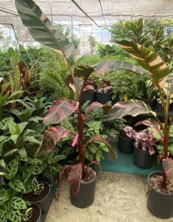 شتلات موز الدم