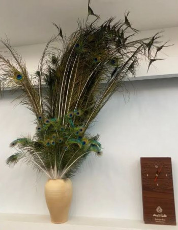 Peacock Feathers For Sale