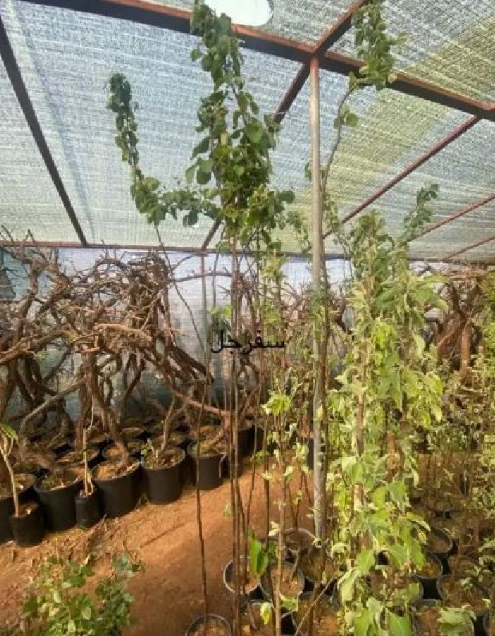 شتلات سفرجل 