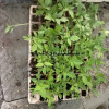 Vegetable seedlings
