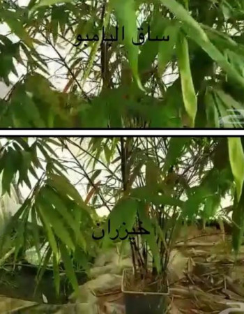 شتلة خيزران او بامبو للبيع
