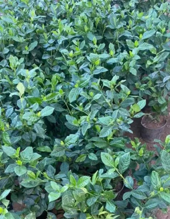 شتلة جاردينيا للبيع