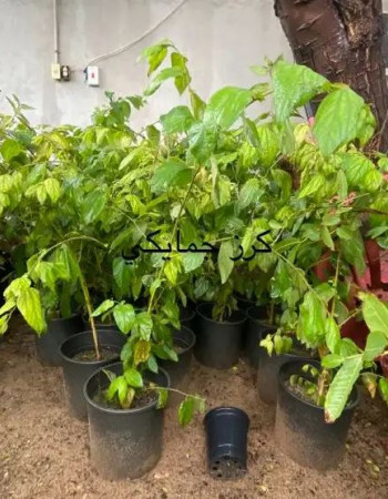 شتلات كرز جامايكي او كرز كلابورا