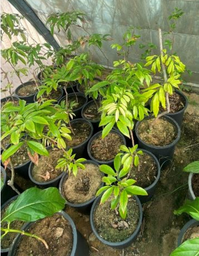 شتلات ليتشي