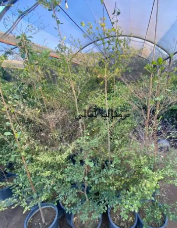  شتلات ترمنالي نتالي