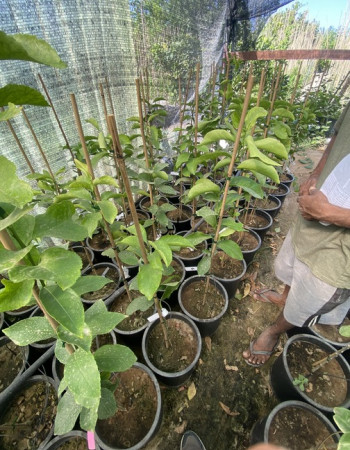 شتلة ليمون ماير