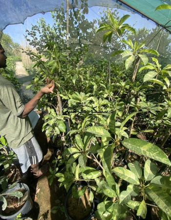 شتلة شيكو مبرقش شتلة شيكو مبرقش