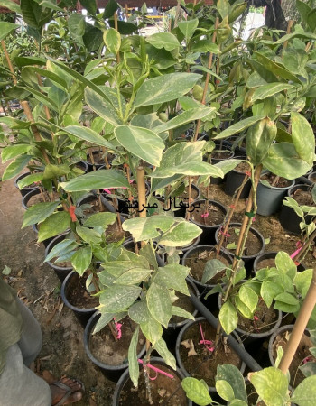 برتقال كارا كارا