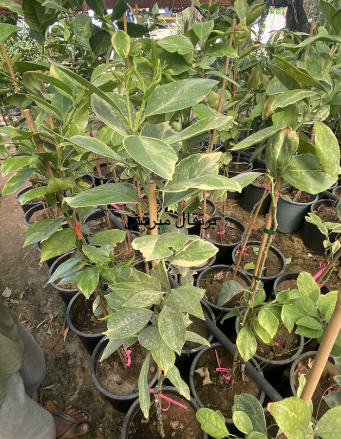 برتقال كارا كارا