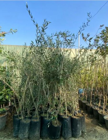 شتلة زيتون نبالي