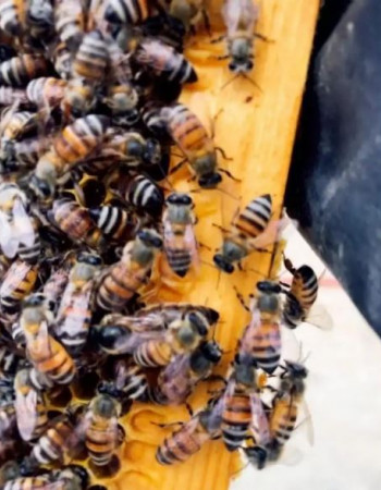 خلية نحل للبيع