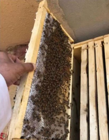 خلية نحل للبيع