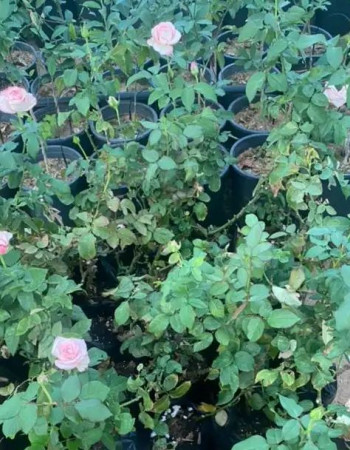 Dutch Rose Seedlings