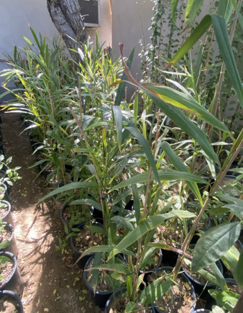 True Cardamom Plant True Cardamom Plant