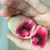 Terminalia Catappa fruit, Tropical Almond fruit